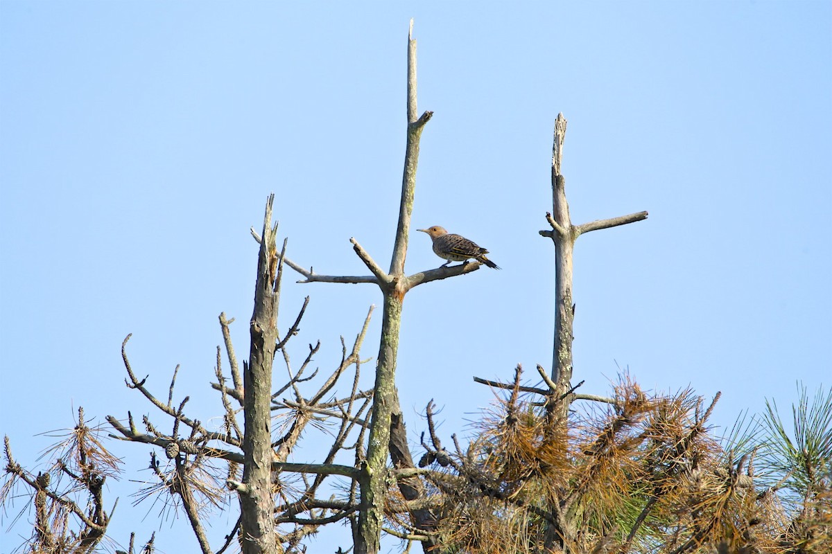 Northern Flicker - ML173199291