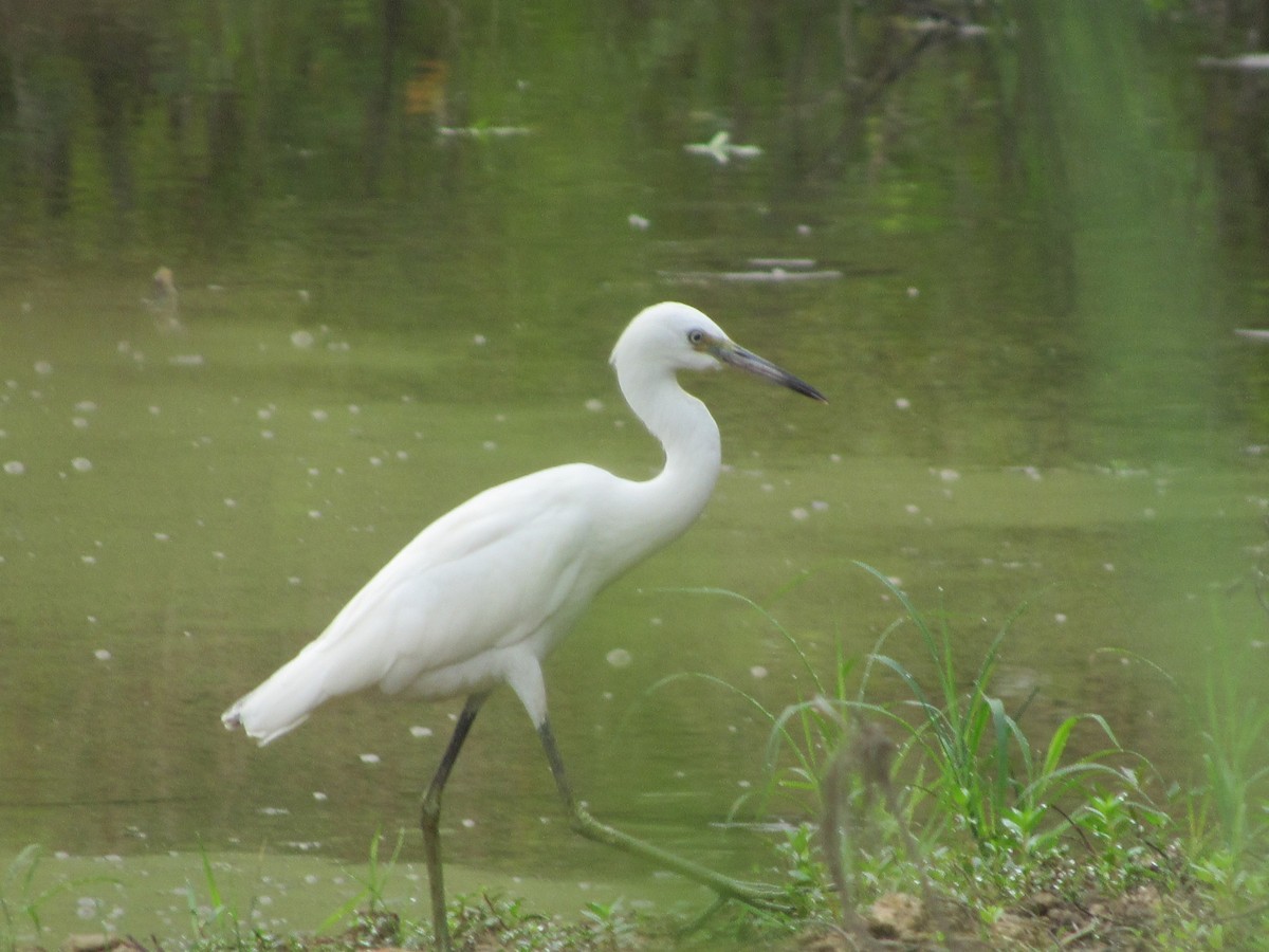 Little Blue Heron - ML173200021