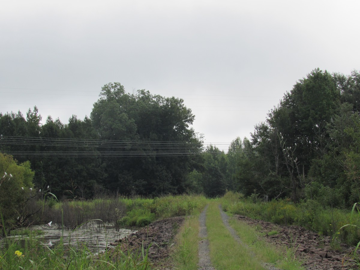 Little Blue Heron - ML173200091
