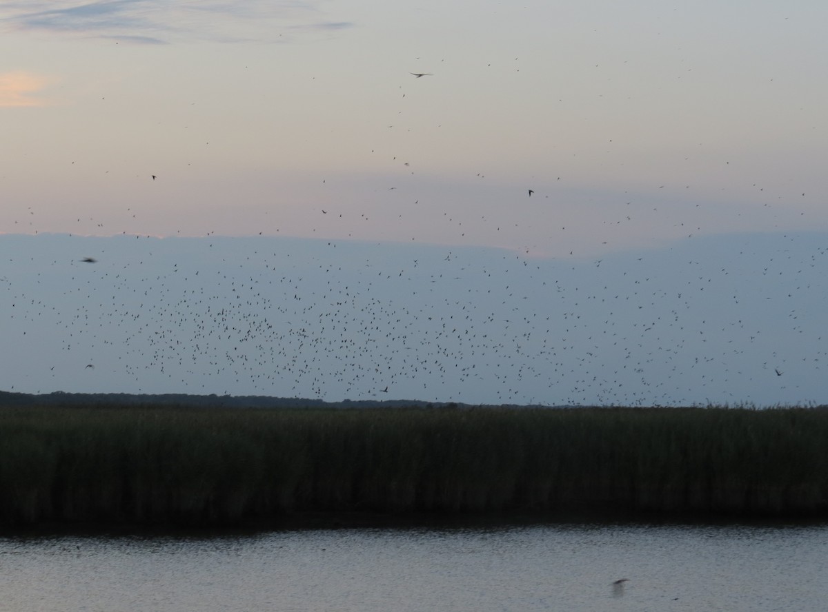 Purple Martin - Robin Skinner