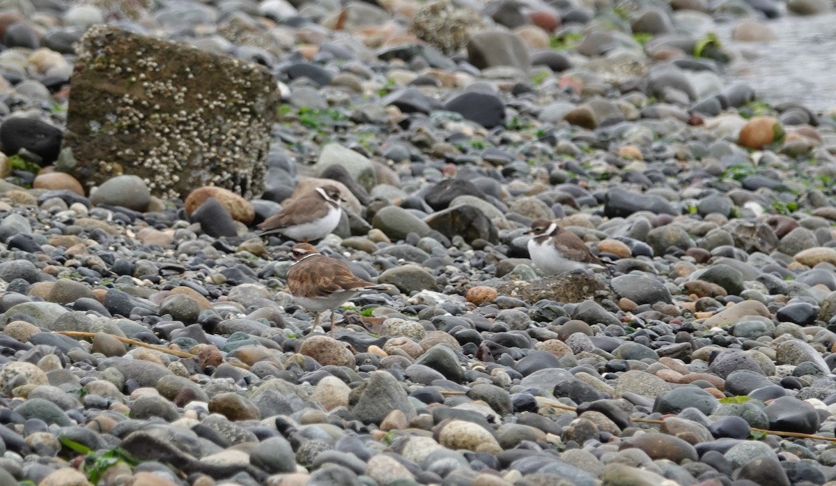 Semipalmated Plover - Lonnie Somer