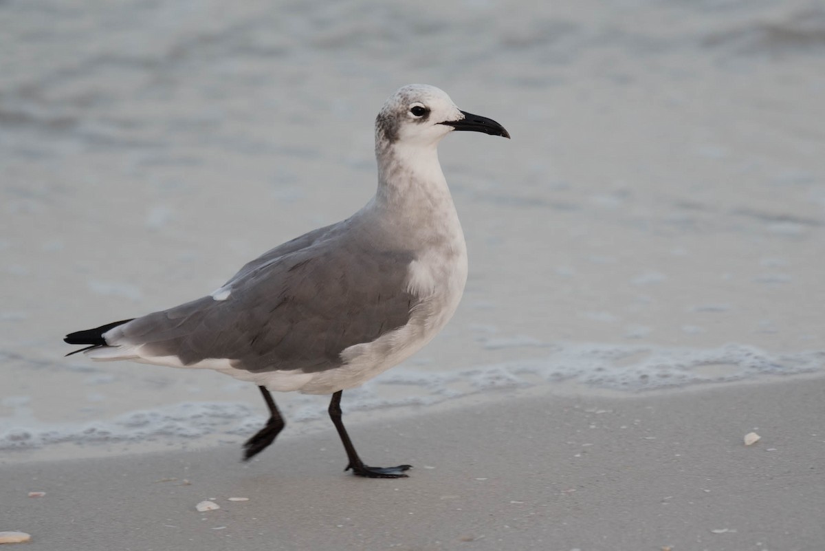 Laughing Gull - Kayann Cassidy