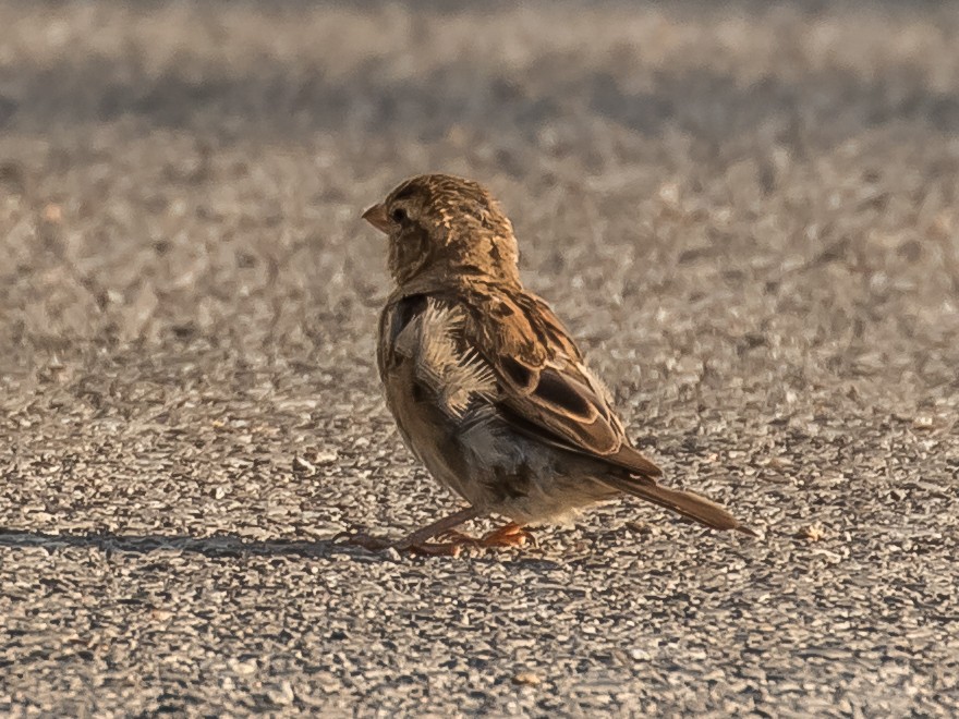 House Sparrow - ML173203241