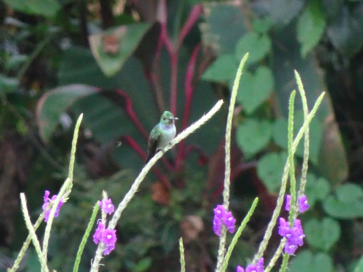 Blue-chested Hummingbird - ML173203501
