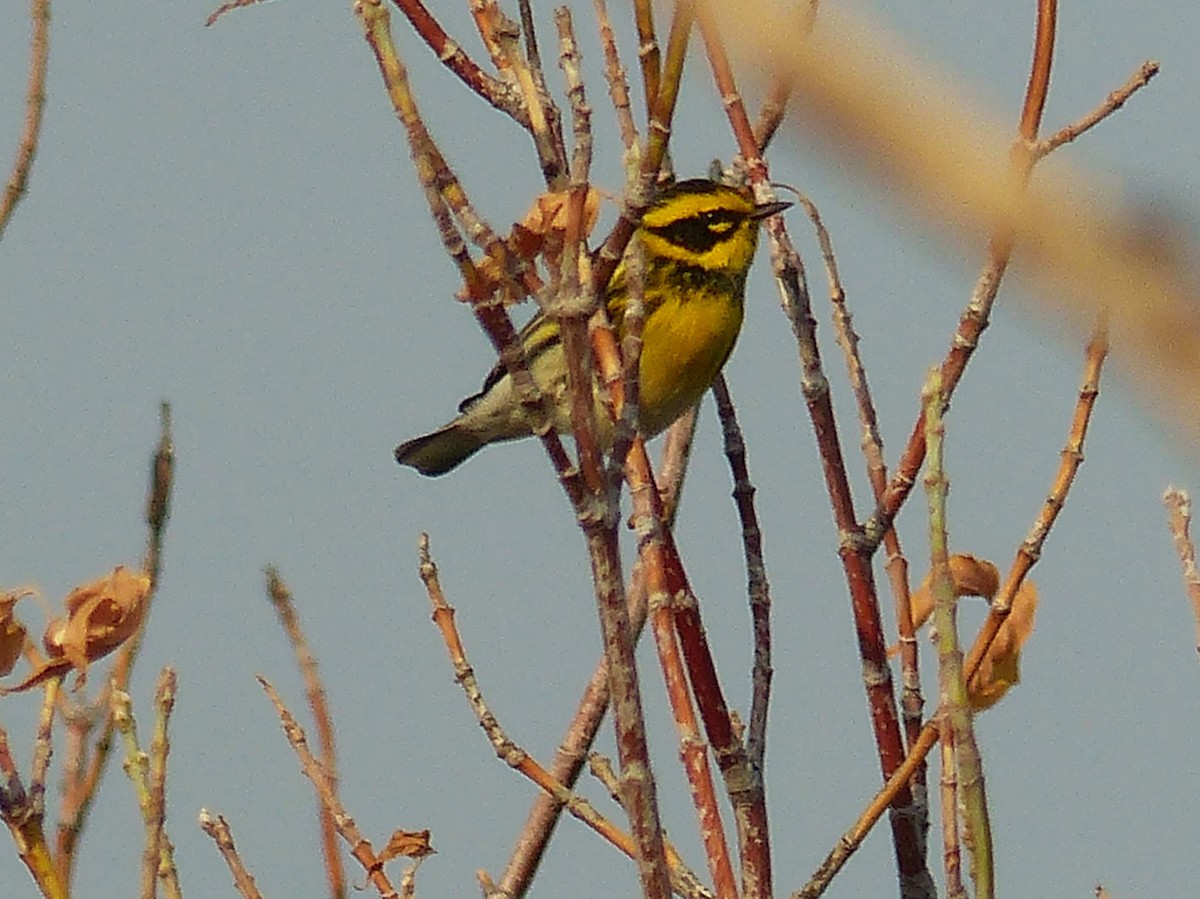 Townsend's Warbler - Vincent  T Cottrell