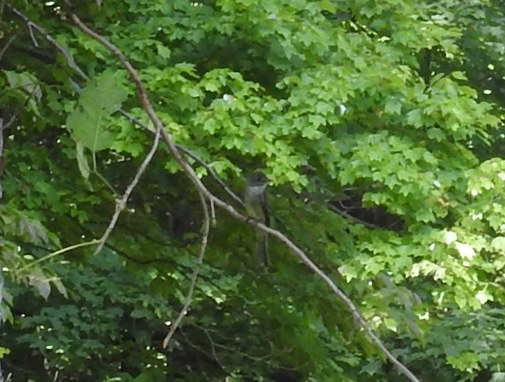 Eastern Wood-Pewee - ML173204311