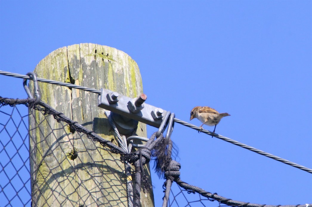 House Sparrow - ML173205971