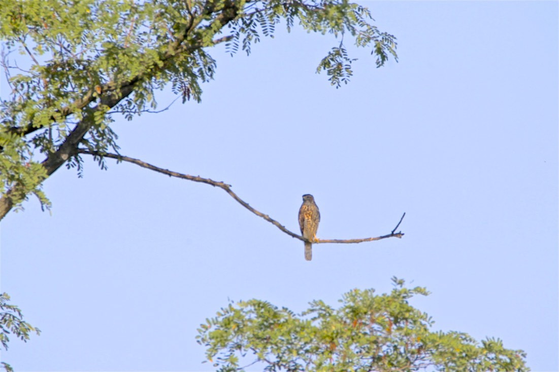 Red-shouldered Hawk - ML173206051