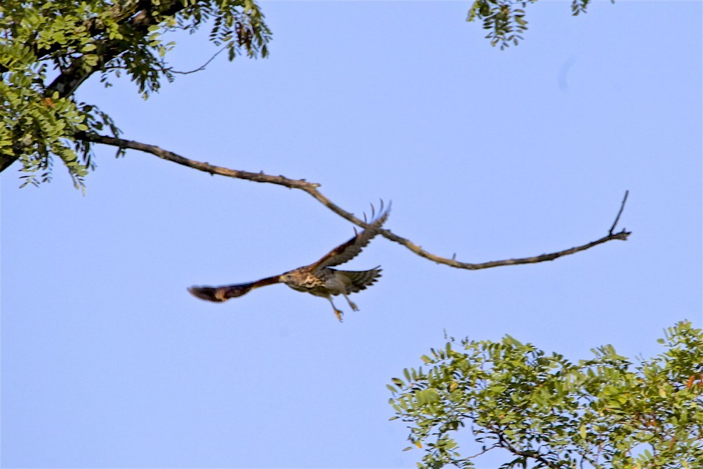 Red-shouldered Hawk - ML173206061