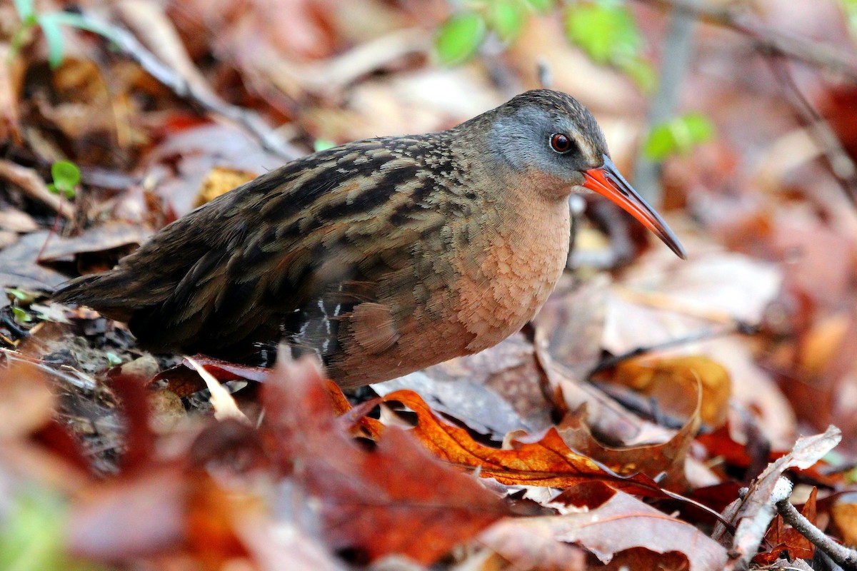 Virginia Rail - ML173207091