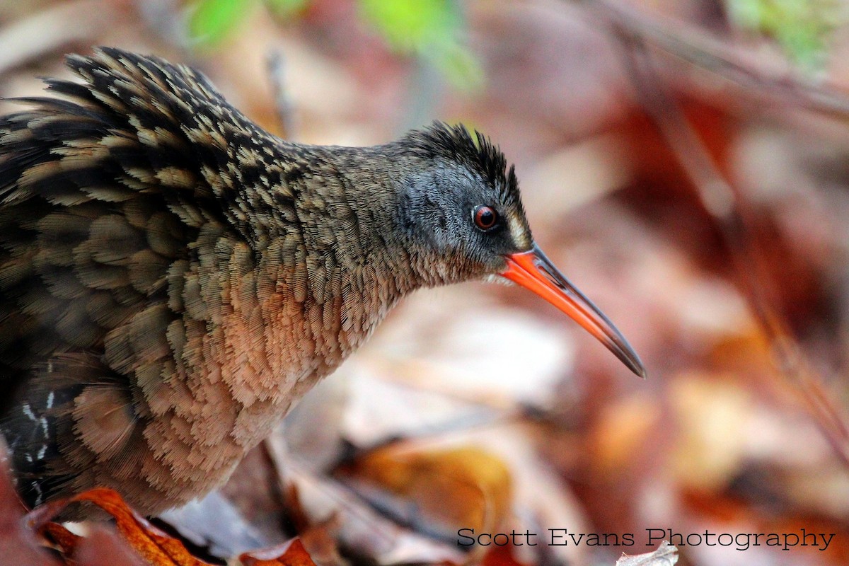 Virginia Rail - ML173207101