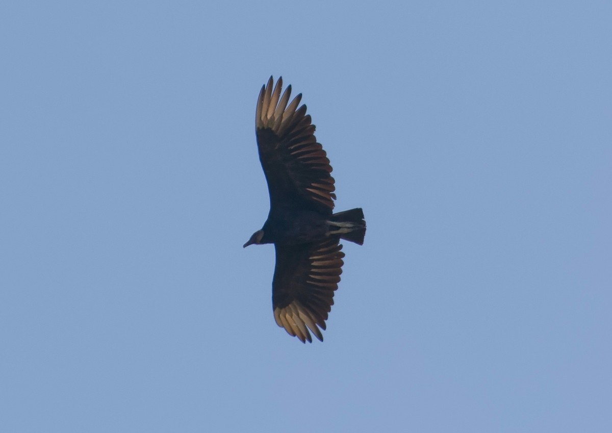 Black Vulture - ML173207191