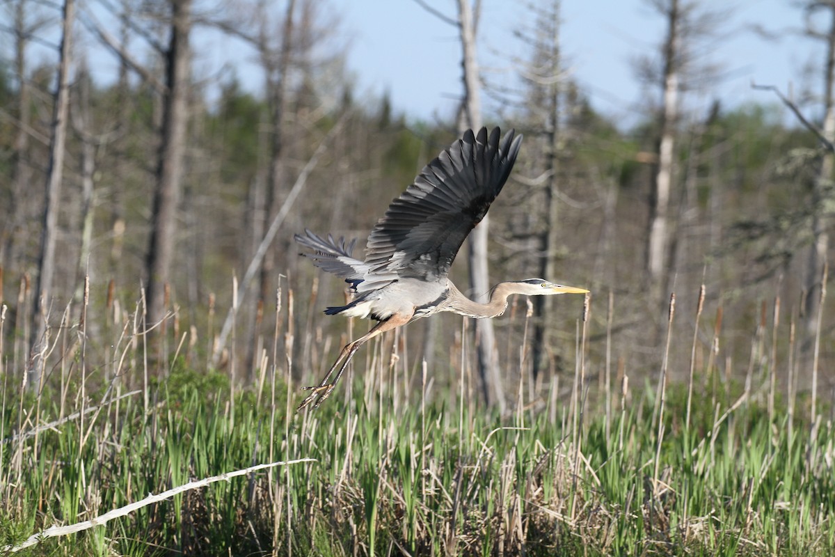 Great Blue Heron - Julie Filiberti