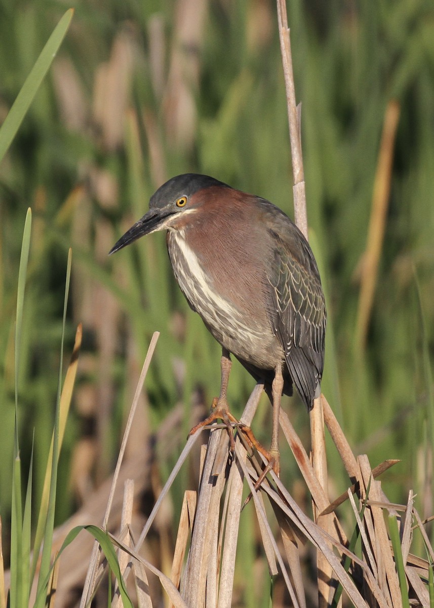 Green Heron - Julie Filiberti