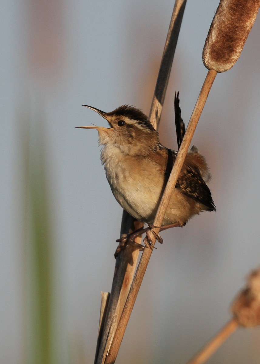 Marsh Wren - Julie Filiberti