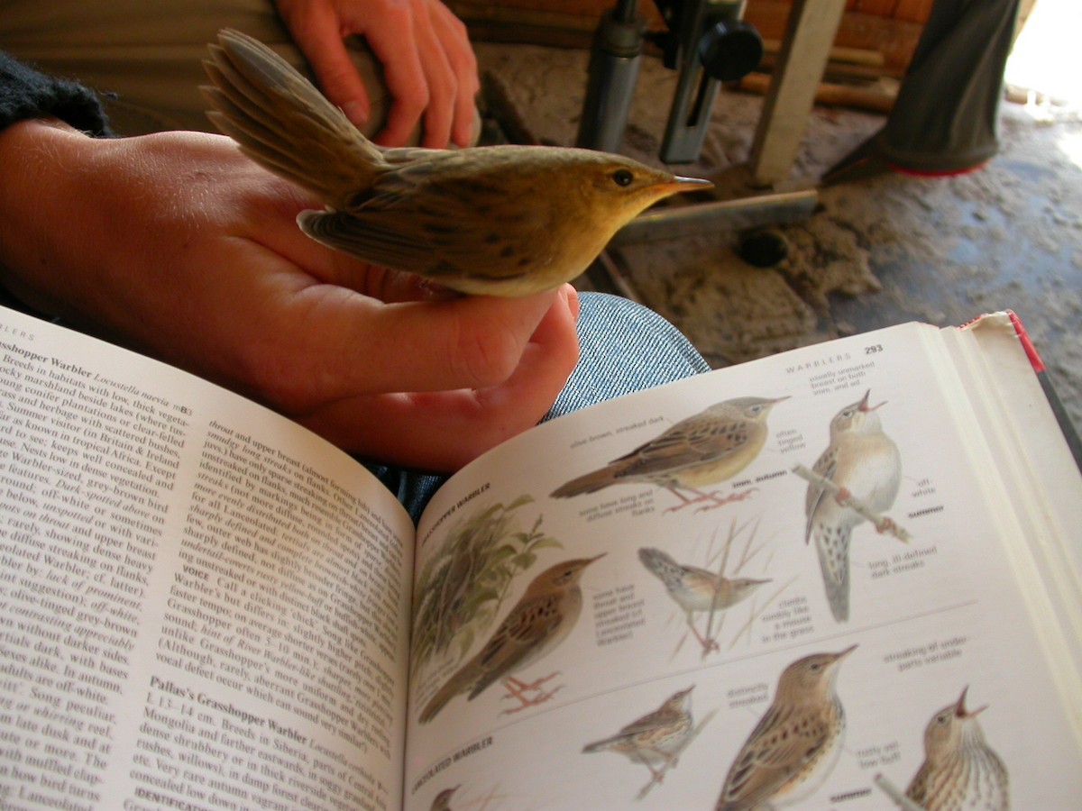 Common Grasshopper Warbler - Dermot Breen