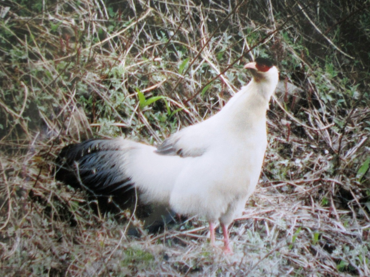 Белый ушастый фазан - ML173215731