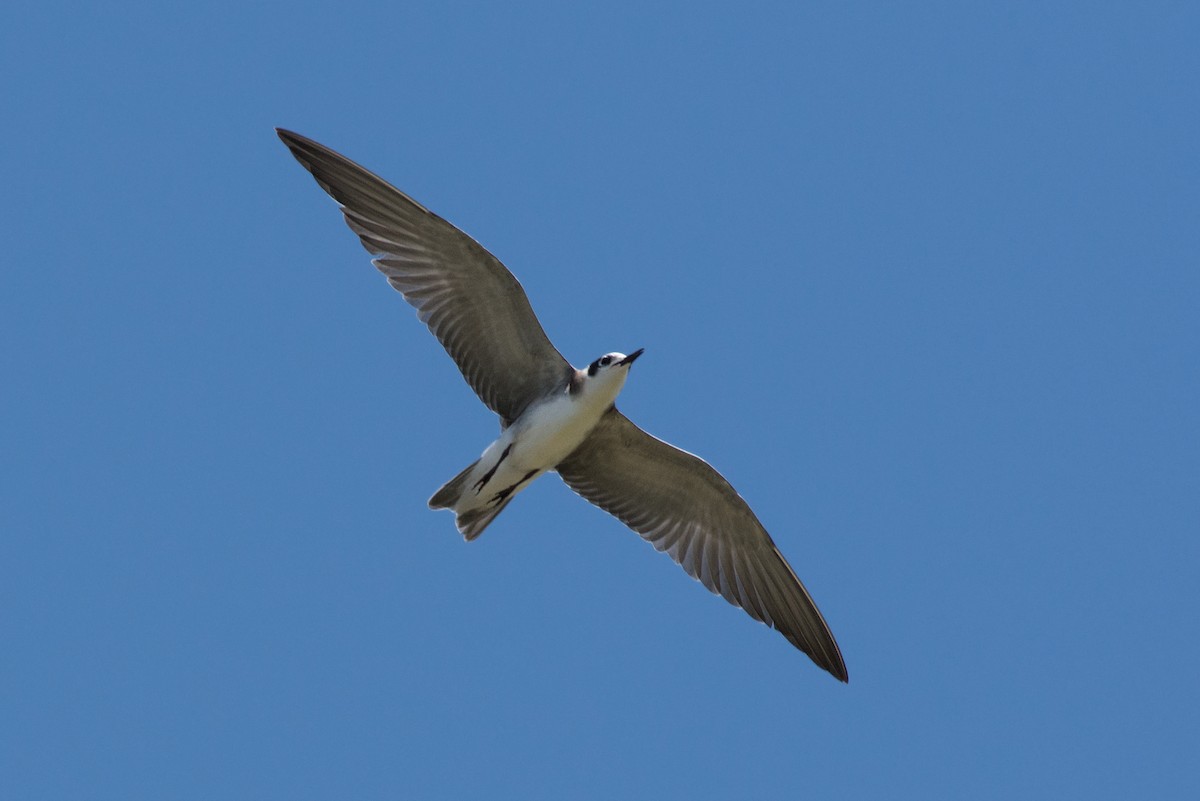 Black Tern - ML173216231