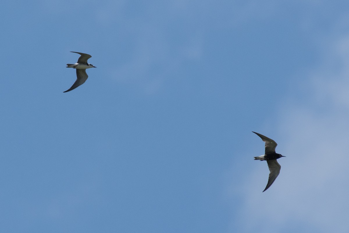 Black Tern - ML173216241