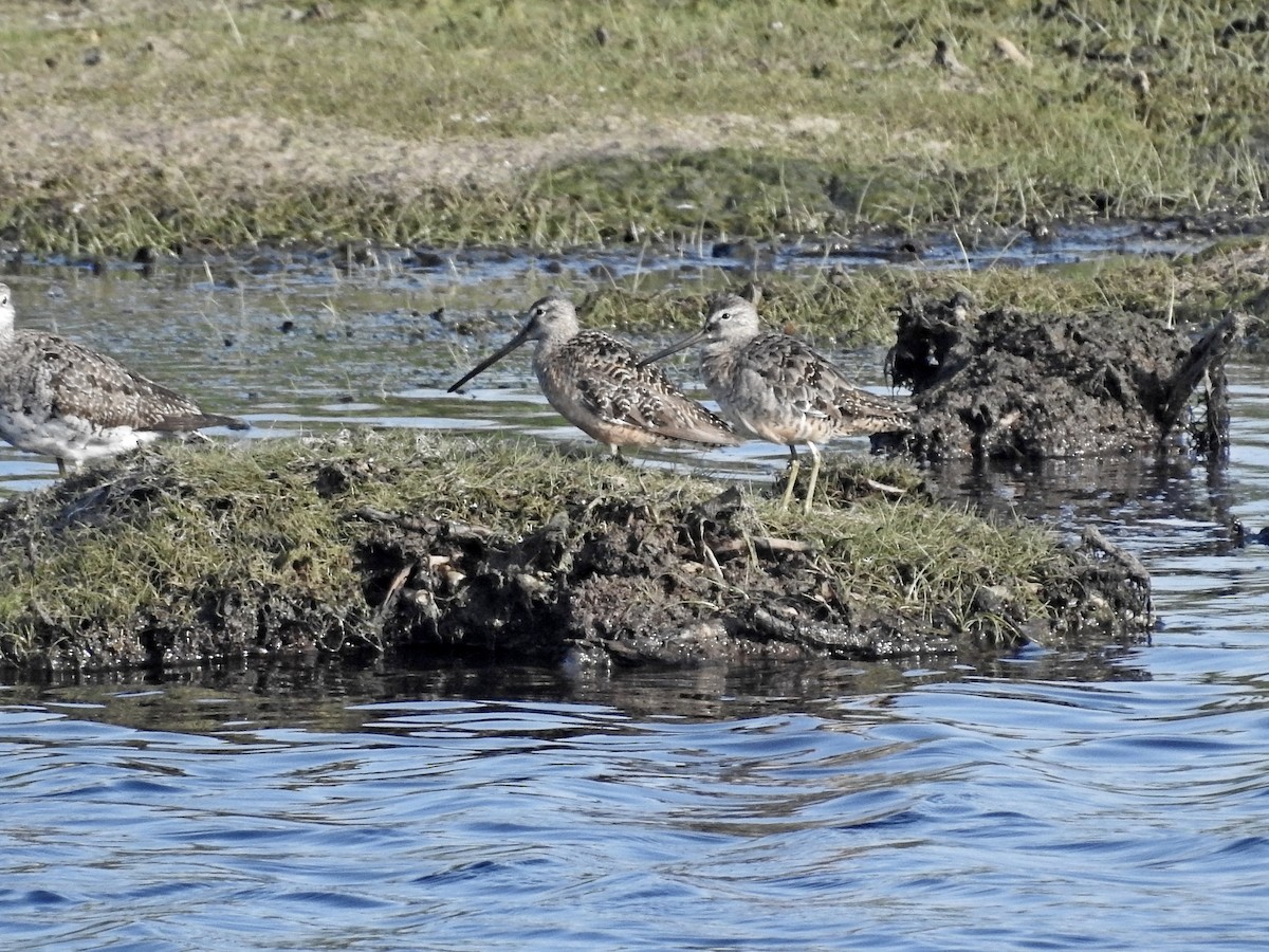 Long-billed Dowitcher - ML173216831