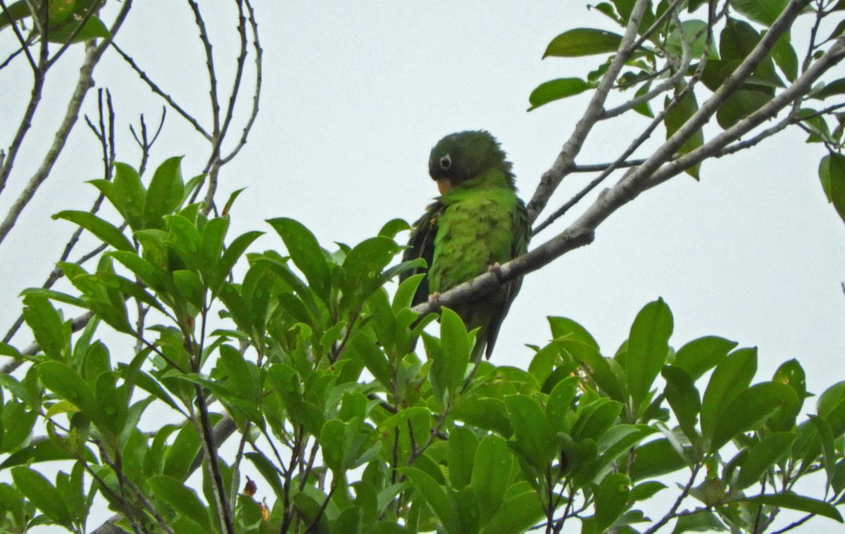 Golden-winged Parakeet - ML173217941