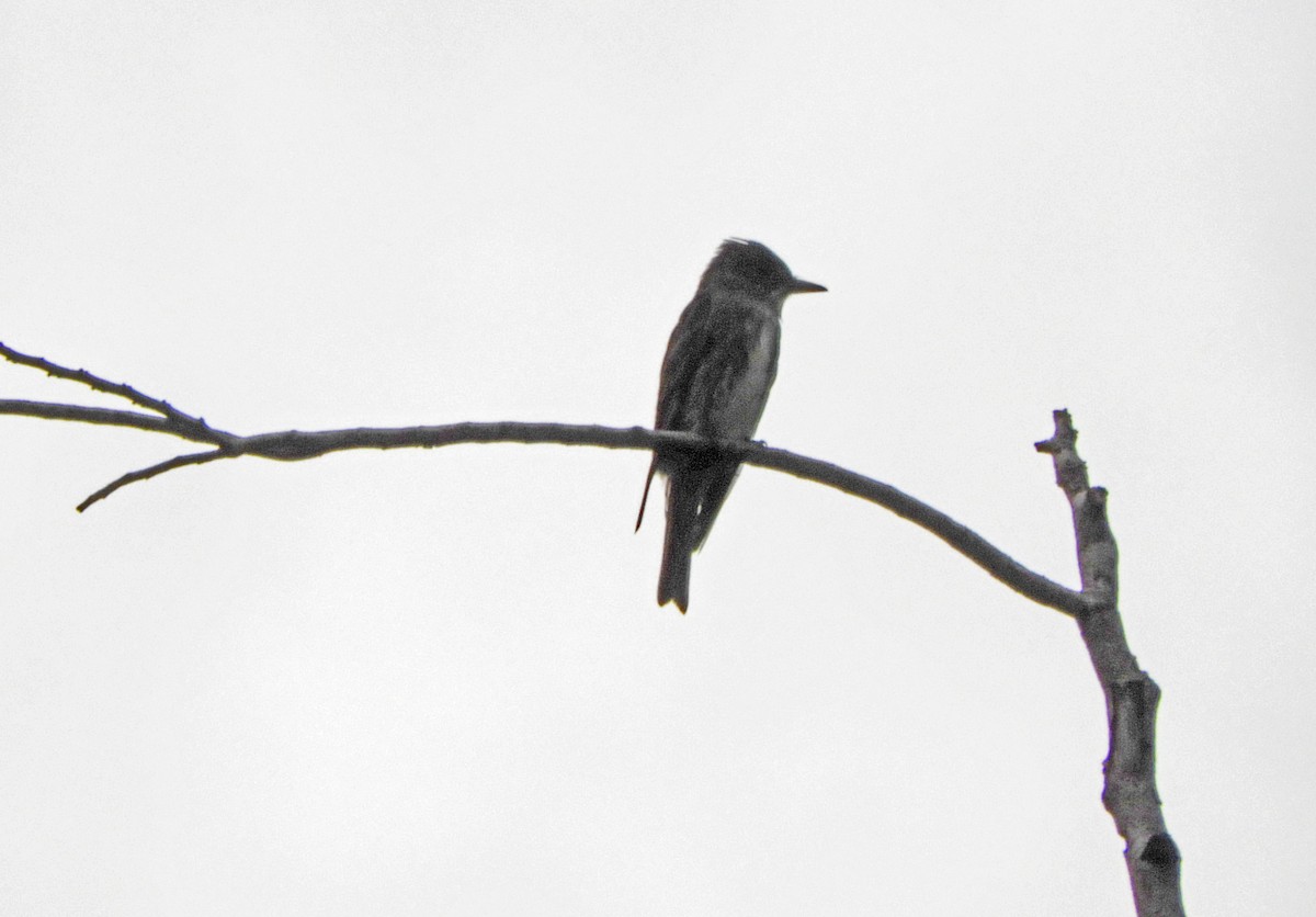 Olive-sided Flycatcher - ML173218011