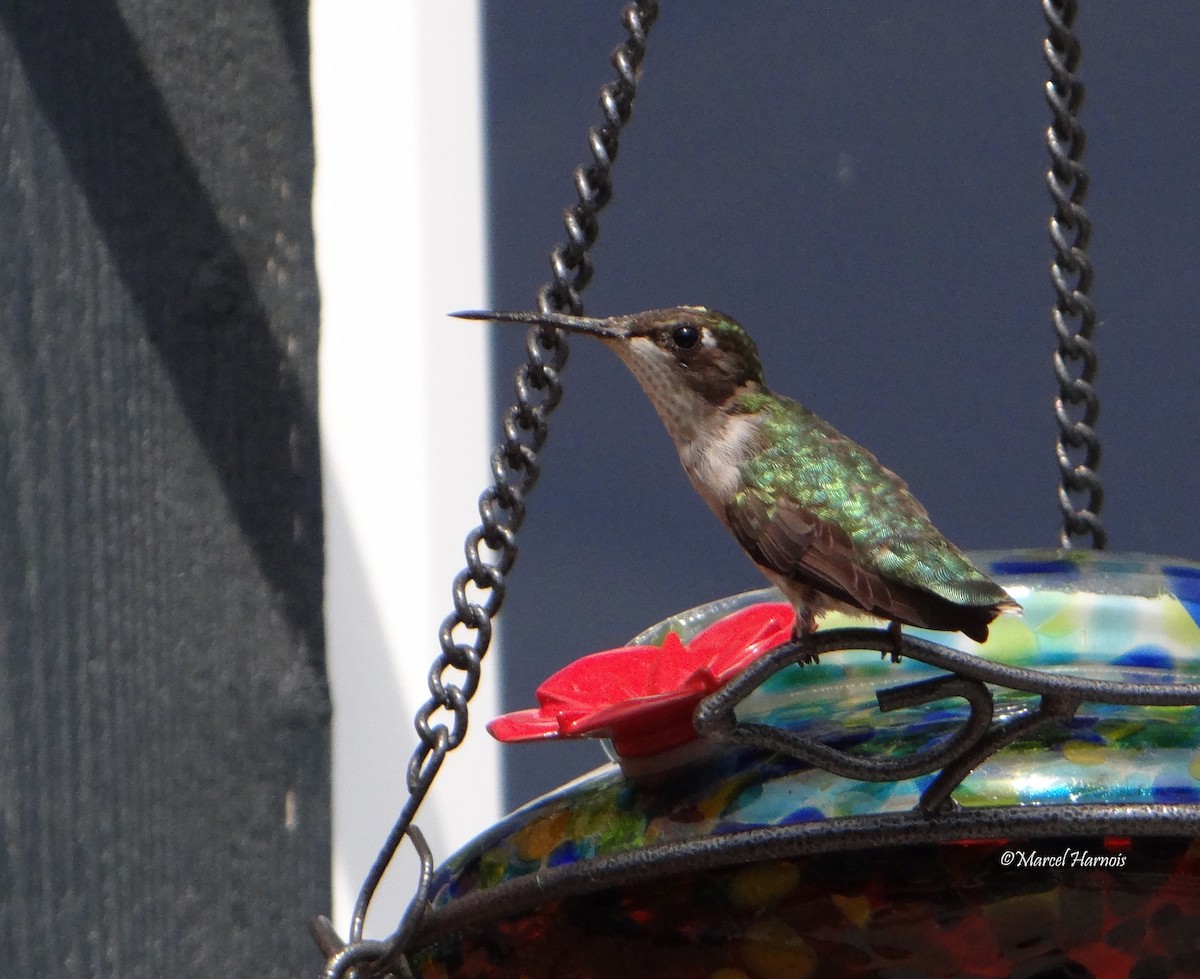 Colibri à gorge rubis - ML173218201