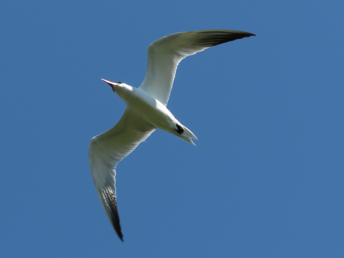 Caspian Tern - ML173220431