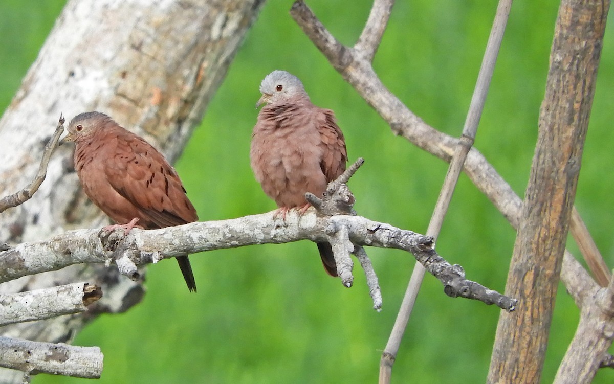 Ruddy Ground Dove - ML173221141