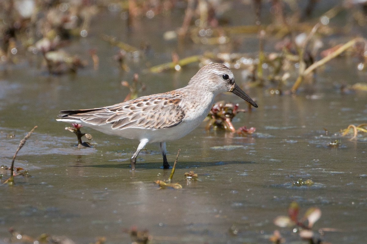 Bergstrandläufer - ML173221521