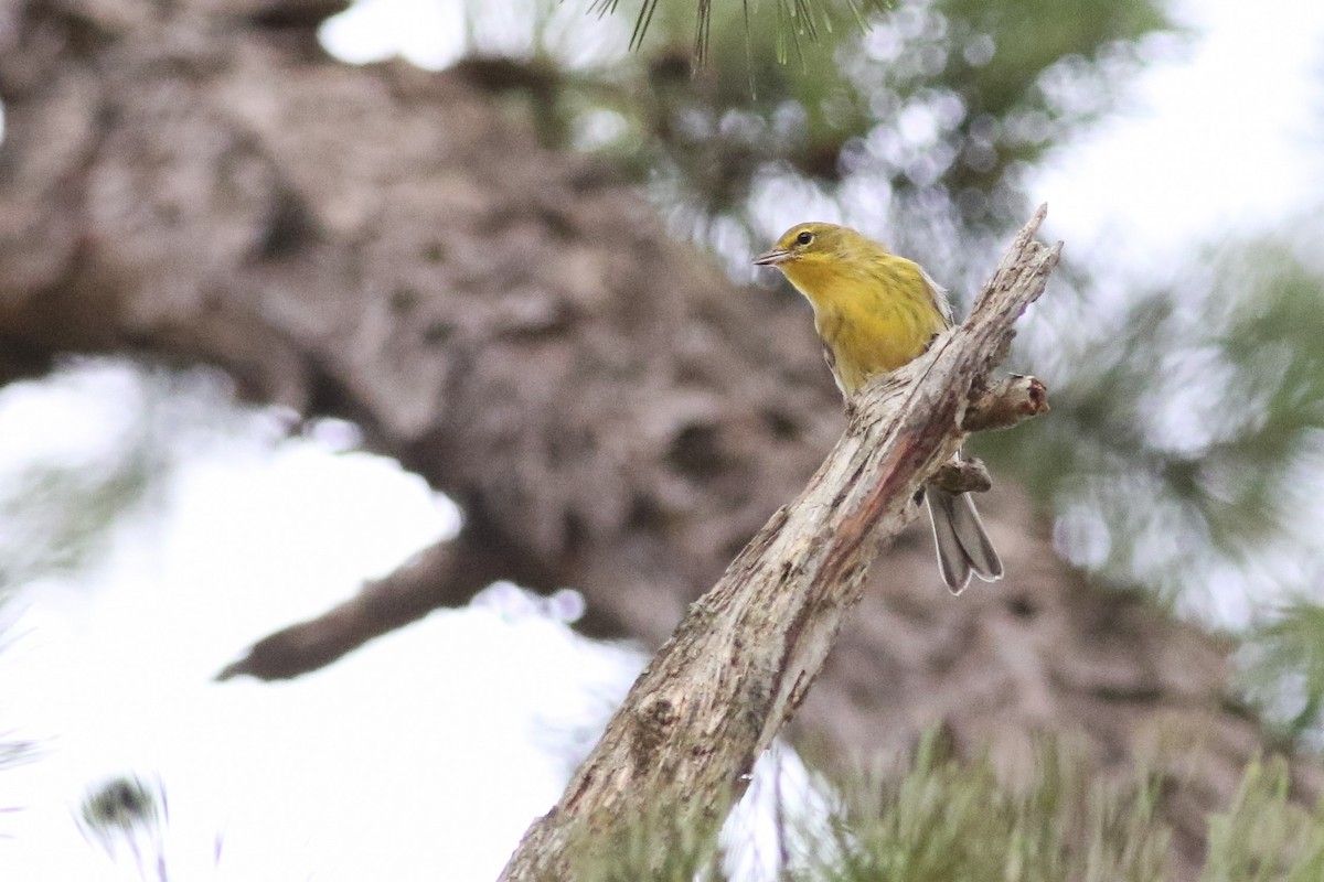 Pine Warbler - Anonymous