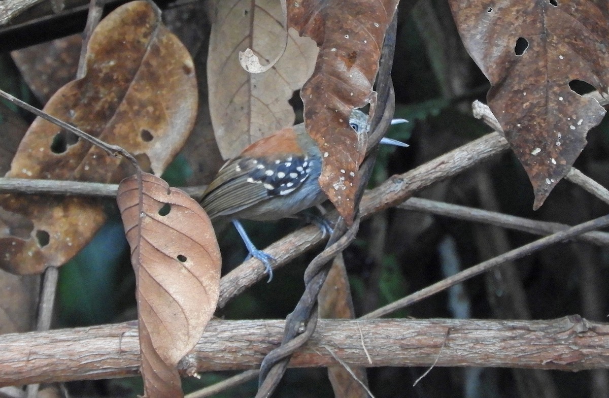 Rio Madeira Stipplethroat (Madeira) - Ray Wershler