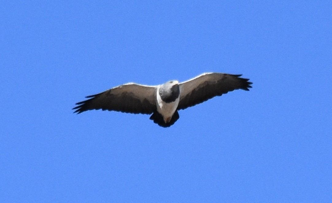 Black-chested Buzzard-Eagle - ML173222111