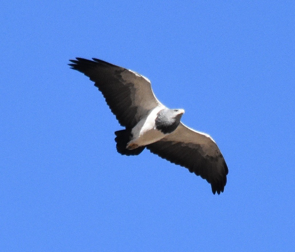Black-chested Buzzard-Eagle - ML173222121