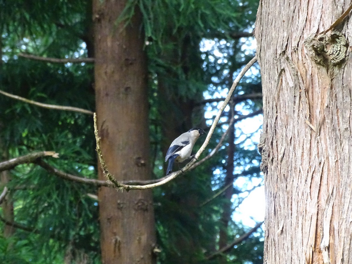 Azores Bullfinch - ML173222601