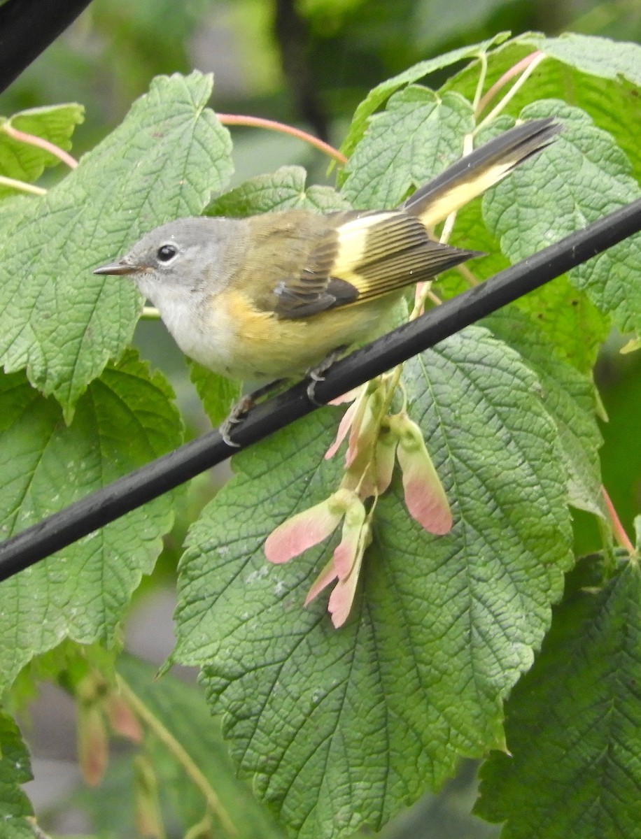 American Redstart - ML173223091