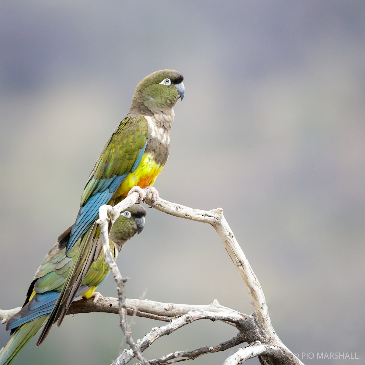 Burrowing Parakeet - ML173224171