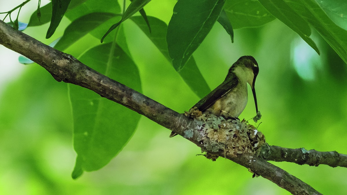 Ruby-throated Hummingbird - Todd Kiraly