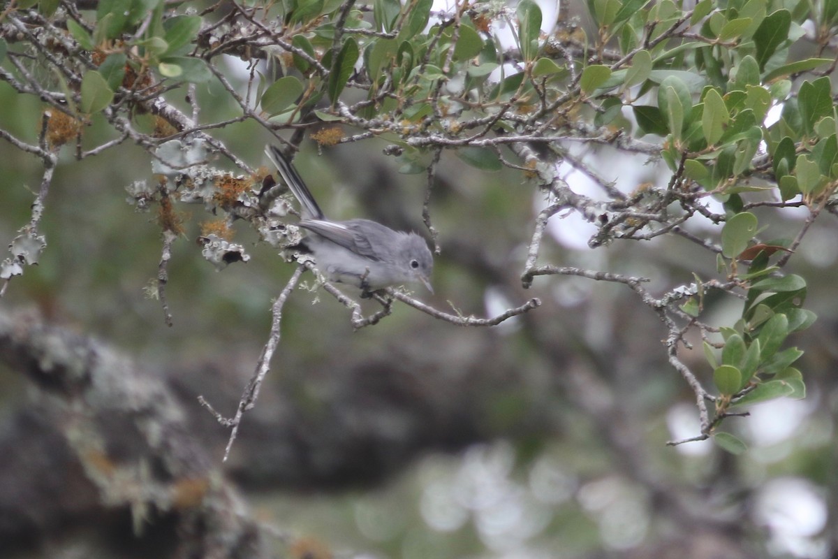 Gobemoucheron gris-bleu - ML173232111