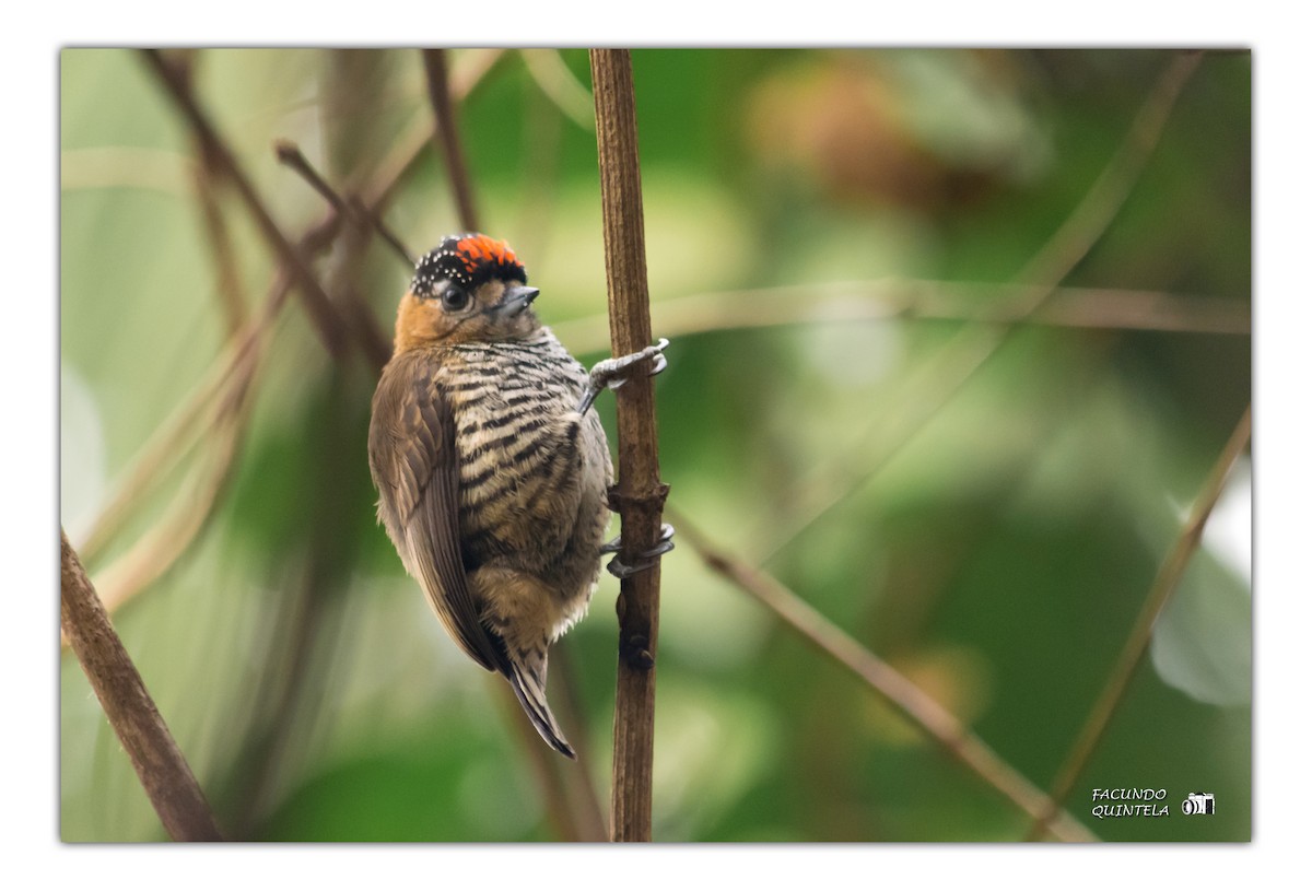 Ochre-collared Piculet - ML173232191