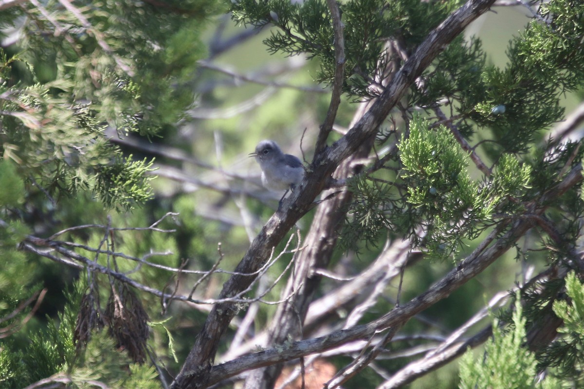 Black-tailed Gnatcatcher - ML173232211