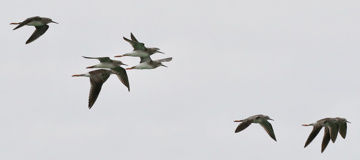 Lesser Yellowlegs - ML173232971