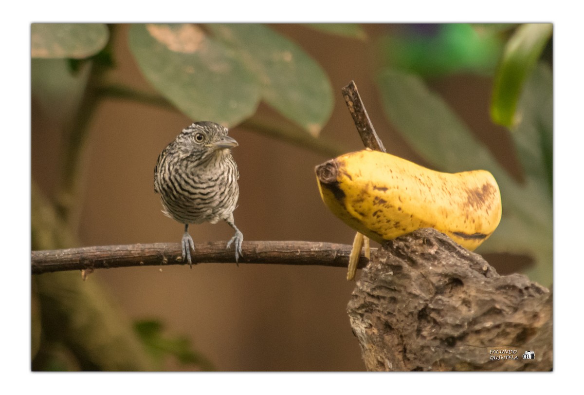 Barred Antshrike - Facundo Quintela