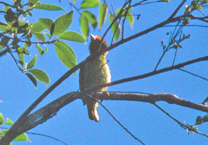 Flame-fronted Barbet - ML173233451