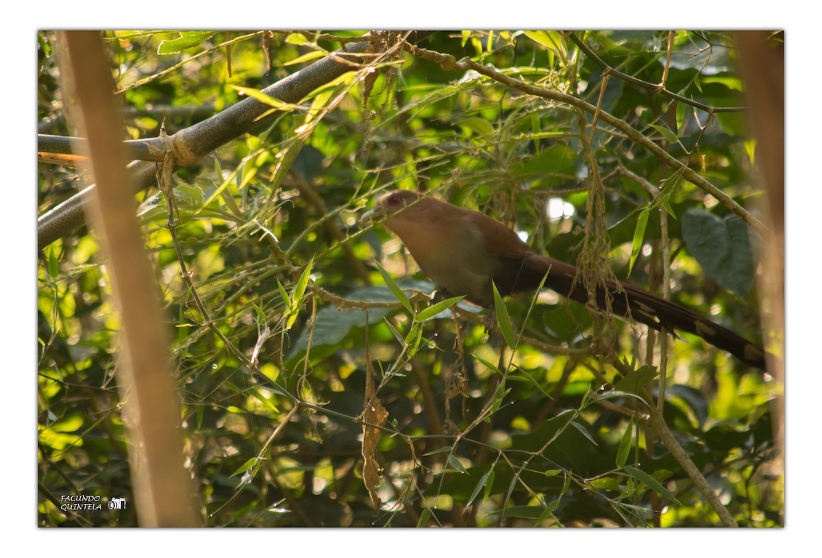 Squirrel Cuckoo - ML173233961