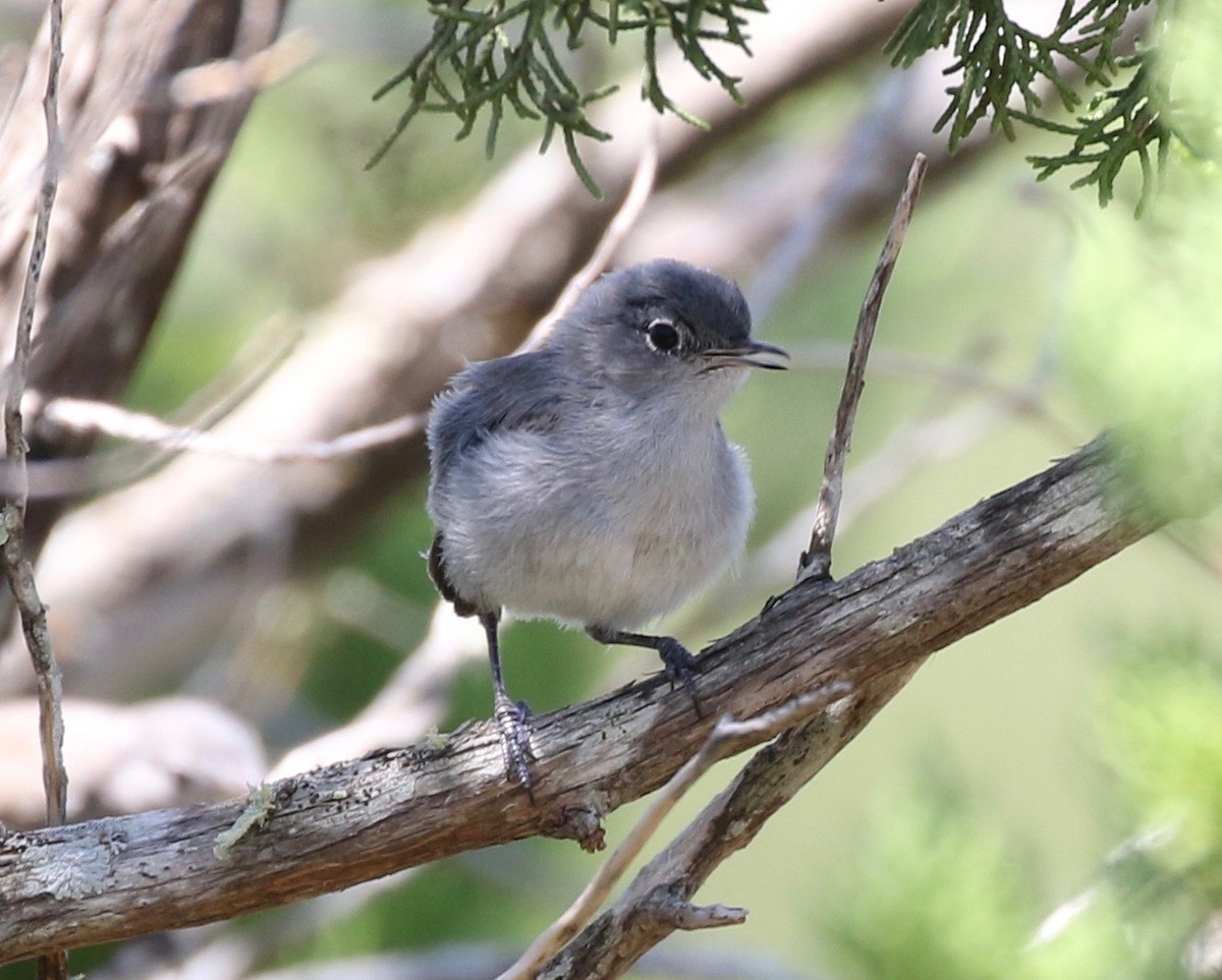 Black-tailed Gnatcatcher - ML173235241