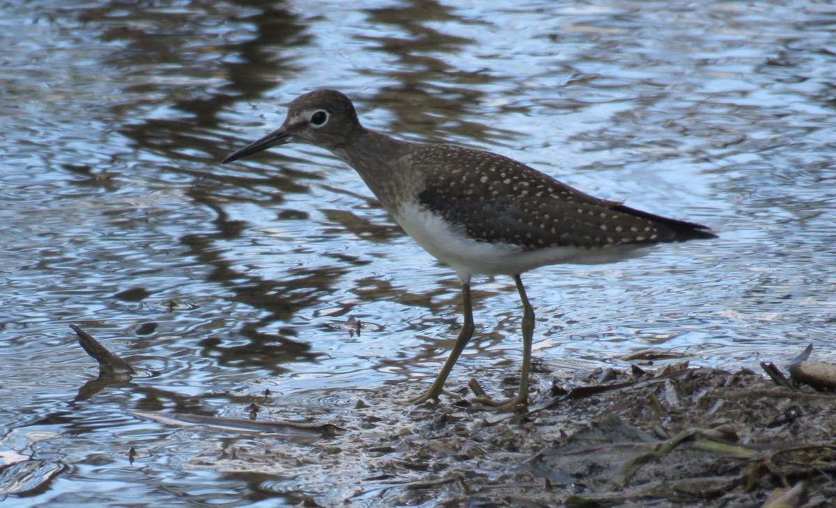 Solitary Sandpiper - Karen Markey