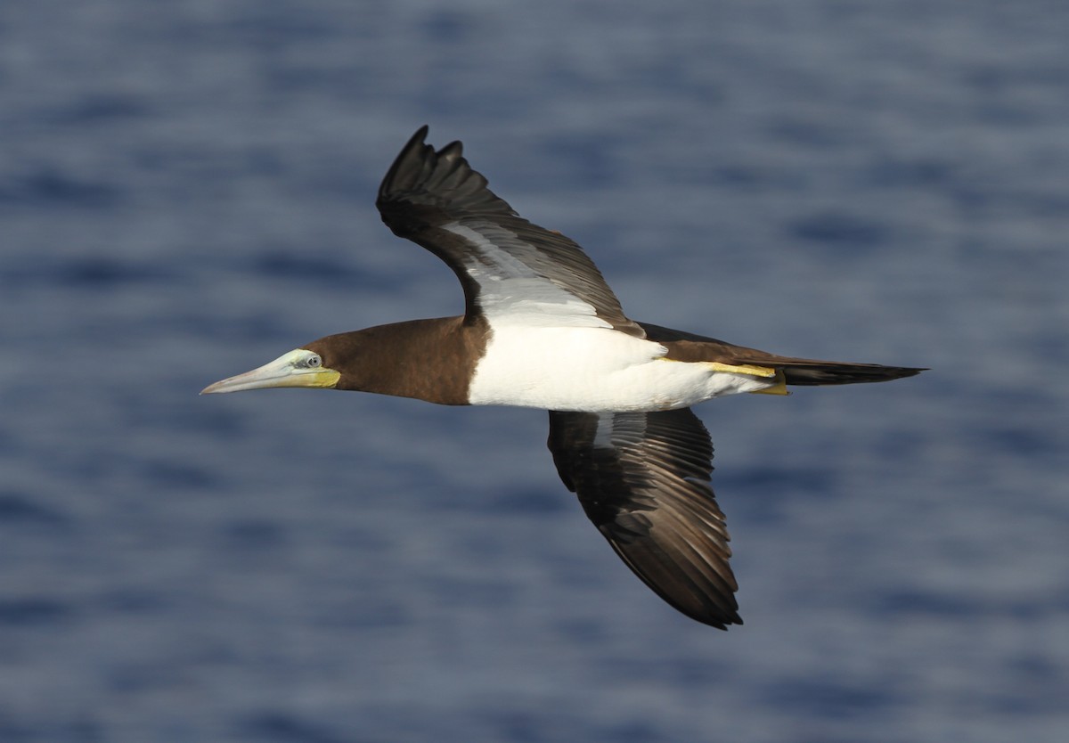 Brown Booby - ML173235391
