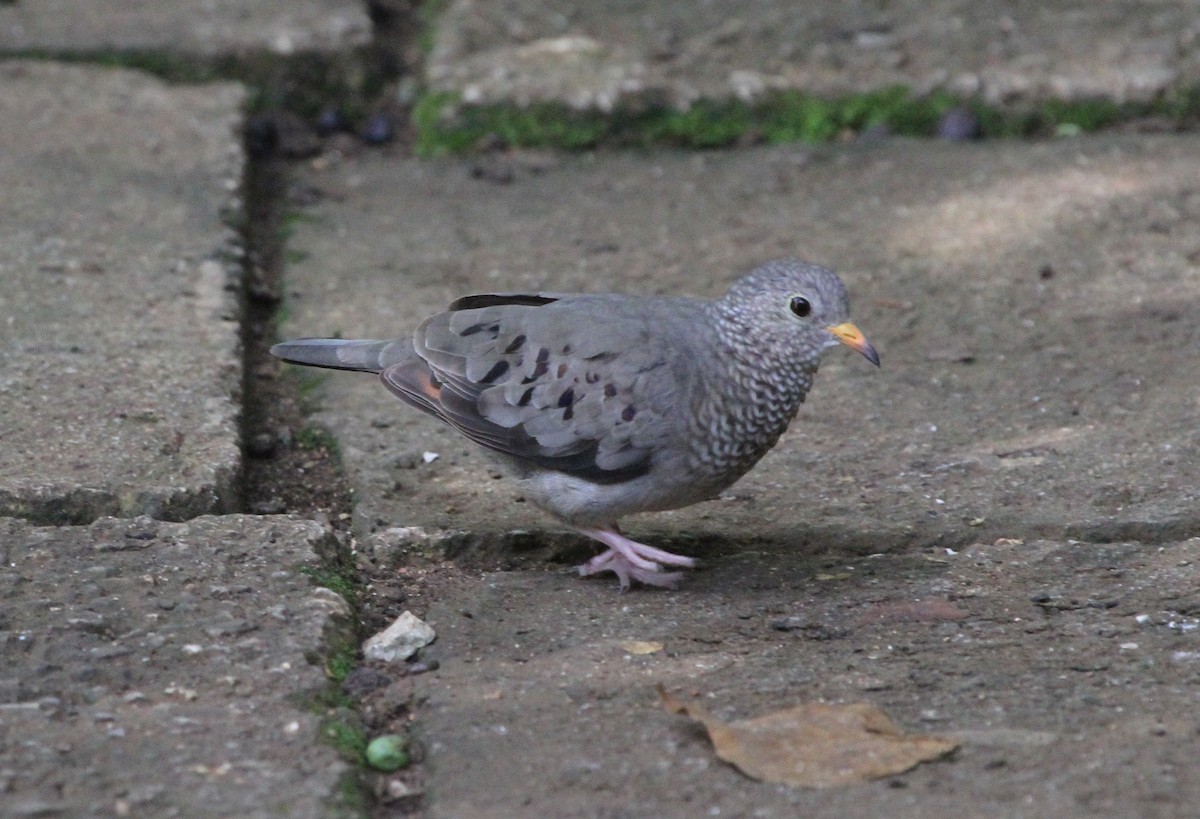 Common Ground Dove - James (Jim) Holmes