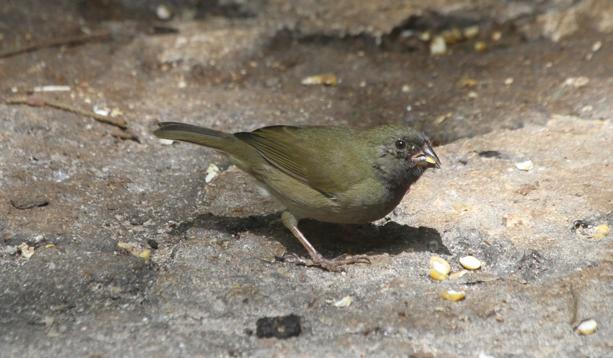 Black-faced Grassquit - James (Jim) Holmes